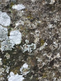 white and brown moss growing on the side of a rock