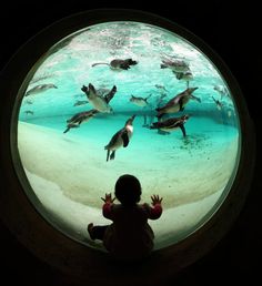 a child looking at penguins in an aquarium