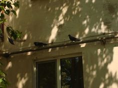 three birds sitting on the edge of a window sill in front of a building