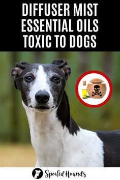 a black and white dog standing in front of a sign with the words diffuser mist essential oils to dogs