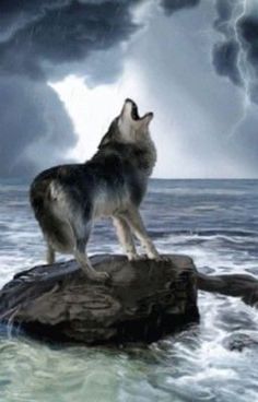 a wolf standing on top of a rock in the ocean