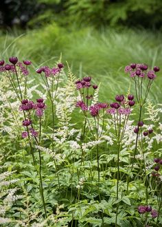 some purple flowers are growing in the grass