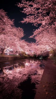 pink cherry blossoms are blooming along the water's edge in this nighttime scene