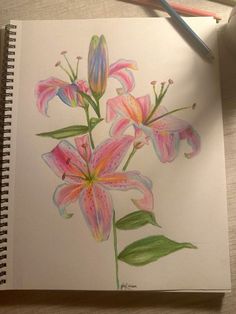 Flower Drawing In Color, Plant Drawing Colored Pencil, Lily Flower Drawing Color Pencil, Color Pencil Sketchbook Ideas, Drawing Border Ideas, Flowers And Butterfly Drawing, Flower Drawing Colored Pencil, Coloured Pen Drawings, Colored Pencil Flower Drawing