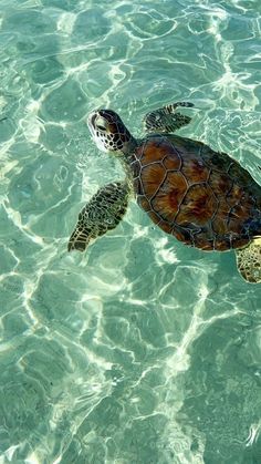 a sea turtle swimming in clear blue water