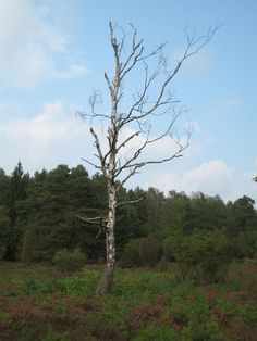 a bare tree stands in the middle of a grassy field with trees and bushes behind it