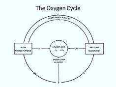 the oxygen cycle is shown in this diagram