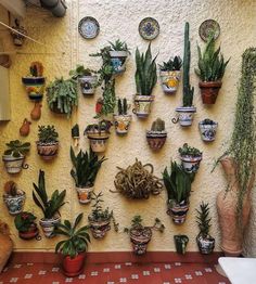 many potted plants are displayed on the wall