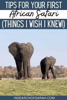 two elephants standing next to each other with the words tips for your first african safari things i wish knew