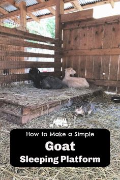 goats and cats in a barn with text overlay that reads how to make a simple goat sleeping platform