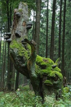 a moss covered tree trunk in the middle of a forest