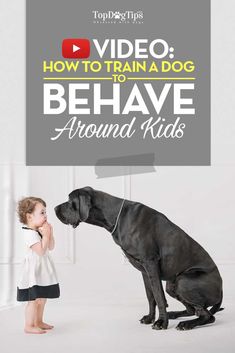 Train A Dog, Pet Quotes, Cavapoo Puppy, Dog Minding, Dog Kisses, House Training Dogs, Video Tips