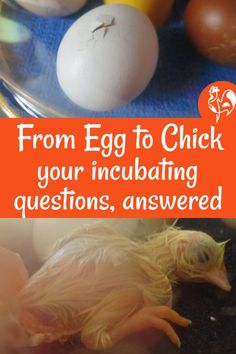 an egg laying on the ground next to other eggs with text that reads, from egg to chick your incubating questions, answered & answers, answered