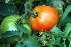 an orange tomato and green tomatoes growing on the vine