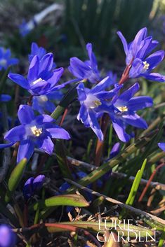 some purple flowers are growing in the grass