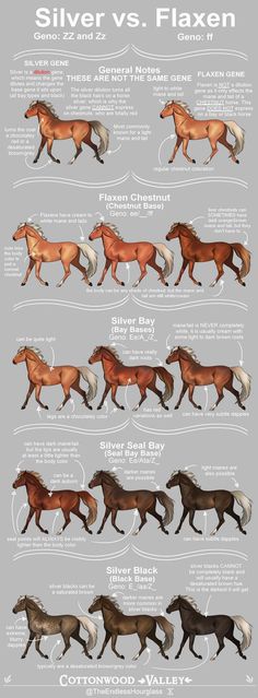 the different types of horses that can be seen in this infographtion poster, which shows