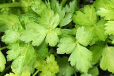 green leaves with water drops on them