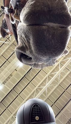 a close up view of a horse's nose and head