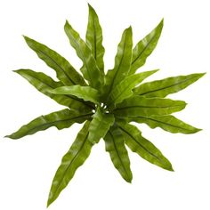 a green leafy plant on a white background