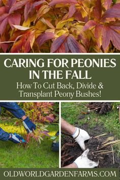 Did you know that one of the best times to cut back, divide and transplant peony bushes is in the fall? Not only can it help keep your peonies under control – it can also have them blooming bigger and better than ever next year! When To Cut Back Peonies, Divide Peonies, Caring For Peonies, Transplanting Peonies, Peony Bushes, Row Gardening, Michigan Garden, Garden Peonies