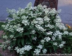 white flowers are blooming in front of a brick fire hydrant