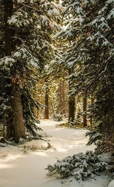 a snow covered forest with lots of trees