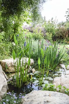 the pond is surrounded by large rocks and plants with purple flowers in it, along with green foliage