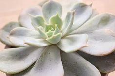 a close up of a white flower on a plant