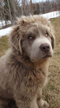 a brown dog sitting on top of a field next to snow covered ground and trees