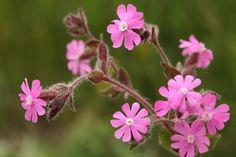 Silene dioica (Red Campion) Native British Plants, Red Campion, British Wildflowers, Pink Wild Flowers, British Wild Flowers, Mexican Sunflower, Plants Uk, Purple Wildflowers, Wildlife Garden