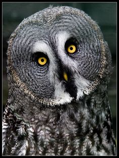 an owl with yellow eyes is looking at the camera while standing in front of a black background