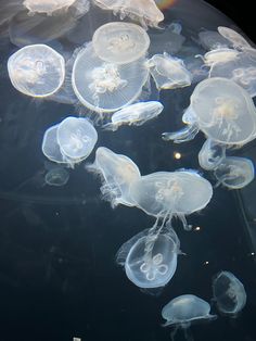 many jellyfish are swimming in the water