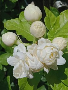 white flowers with green leaves in the background