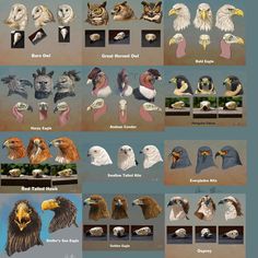 an image of different types of bald eagles