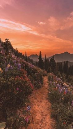 a dirt path leading to the top of a mountain with wildflowers growing on it