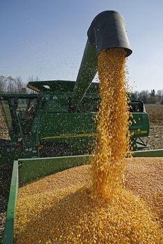 grain being loaded onto a green trailer by a combineer on a farm in the country