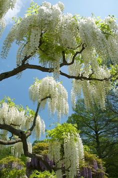 white flowers are blooming on the branches of trees