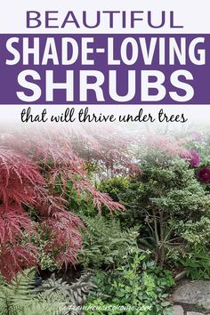 the words beautiful shade - loving shrubs that will survive under trees are overlaid with purple foliage