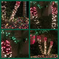 christmas lights on trees and bushes in front of a house with palm trees around them