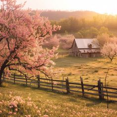 an old farm house surrounded by blooming trees in the distance with a wooden fence