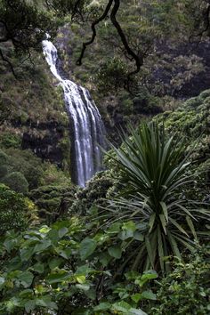 a large waterfall in the middle of some trees and bushes with lots of greenery around it