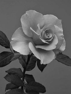 a black and white photo of a rose