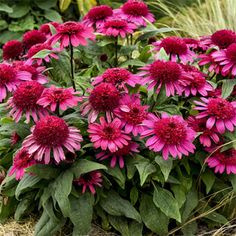 pink flowers are blooming in the garden with green leaves and brown grass around them