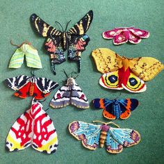 several different types of butterflies on a green surface