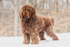 a shaggy dog standing in the snow with trees in the backgrouds behind it