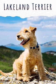 a small dog sitting on top of a rocky hill with the words lakeland terrier above it