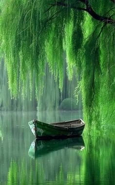 a boat floating on top of a lake next to a tree filled with green leaves