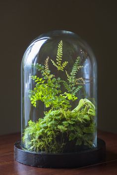 a glass dome filled with plants on top of a wooden table