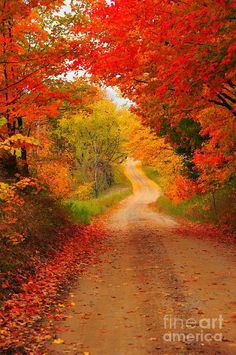 a dirt road surrounded by trees with red and yellow leaves