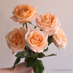 Tiffany Peach Roses Rose Color Meanings, Flower Moxie, Standard Roses, Tiffany Rose, Wedding Flower Packages, Rose Varieties, Bride Flowers, Flower Diy, Flower Care